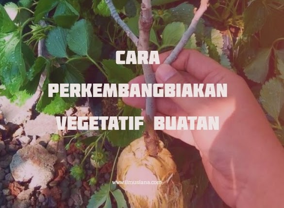5 Cara Perkembangbiakan Vegetatif Buatan Gambar Lengkap
