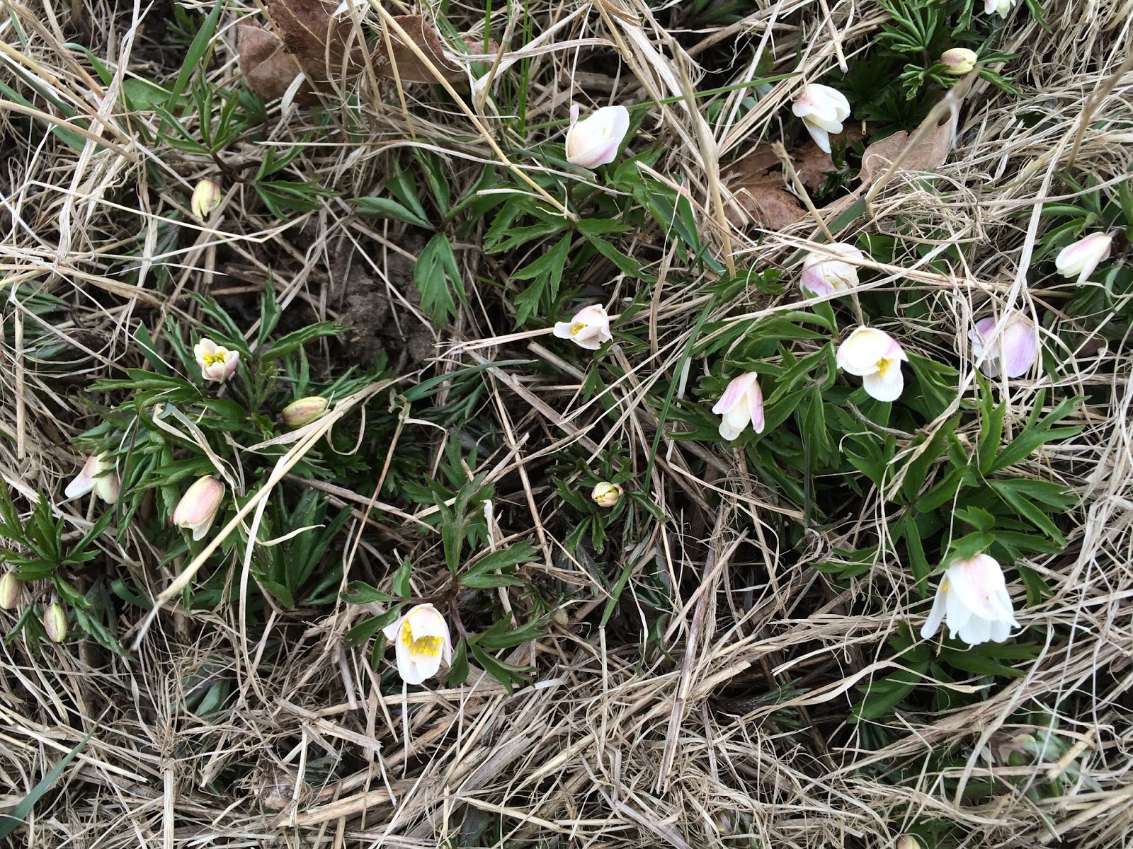 Trädgård i torslanda: april 2016
