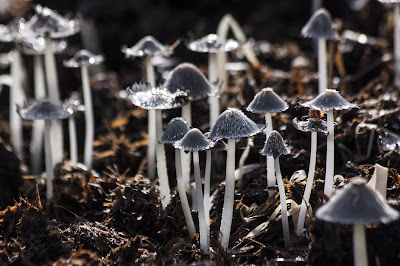 Nel compostaggio un uolo fondamentale è giocato dai funghi.