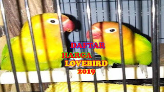 Daftar Harga Burung Lovebird Terbaru Juni 2019 Purwomp Com