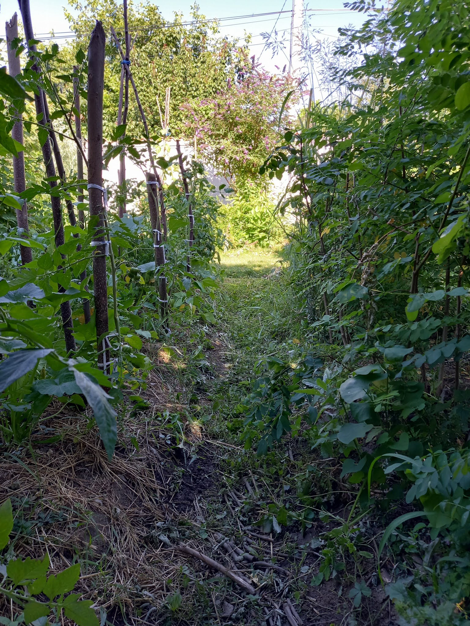 Balkan Ecology Project : Mowing Pathways for Mulch, Natural Building