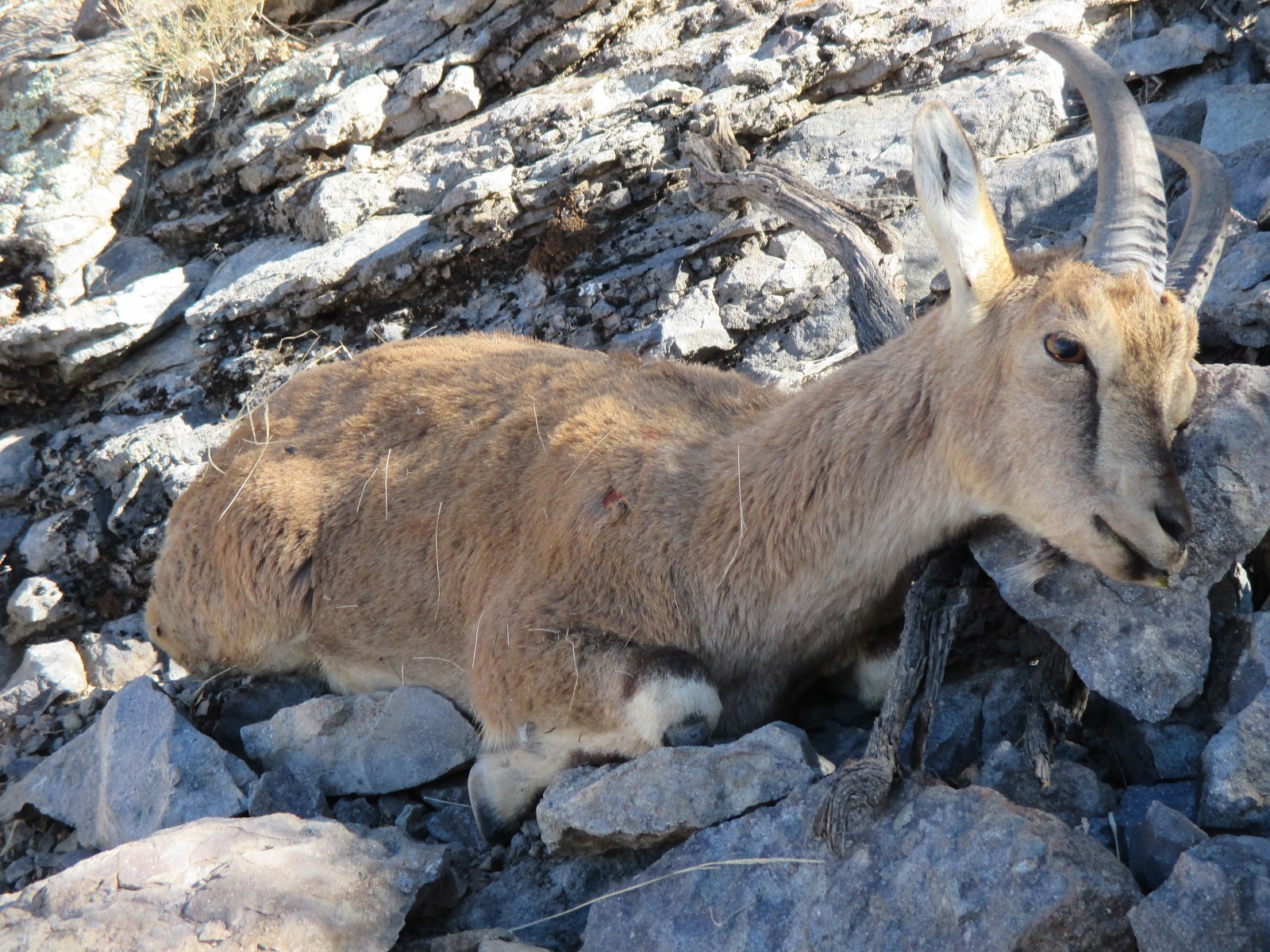 New Mexico Adventures Ibex Hunting in New Mexico