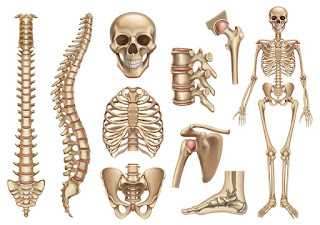 bones and skeleton