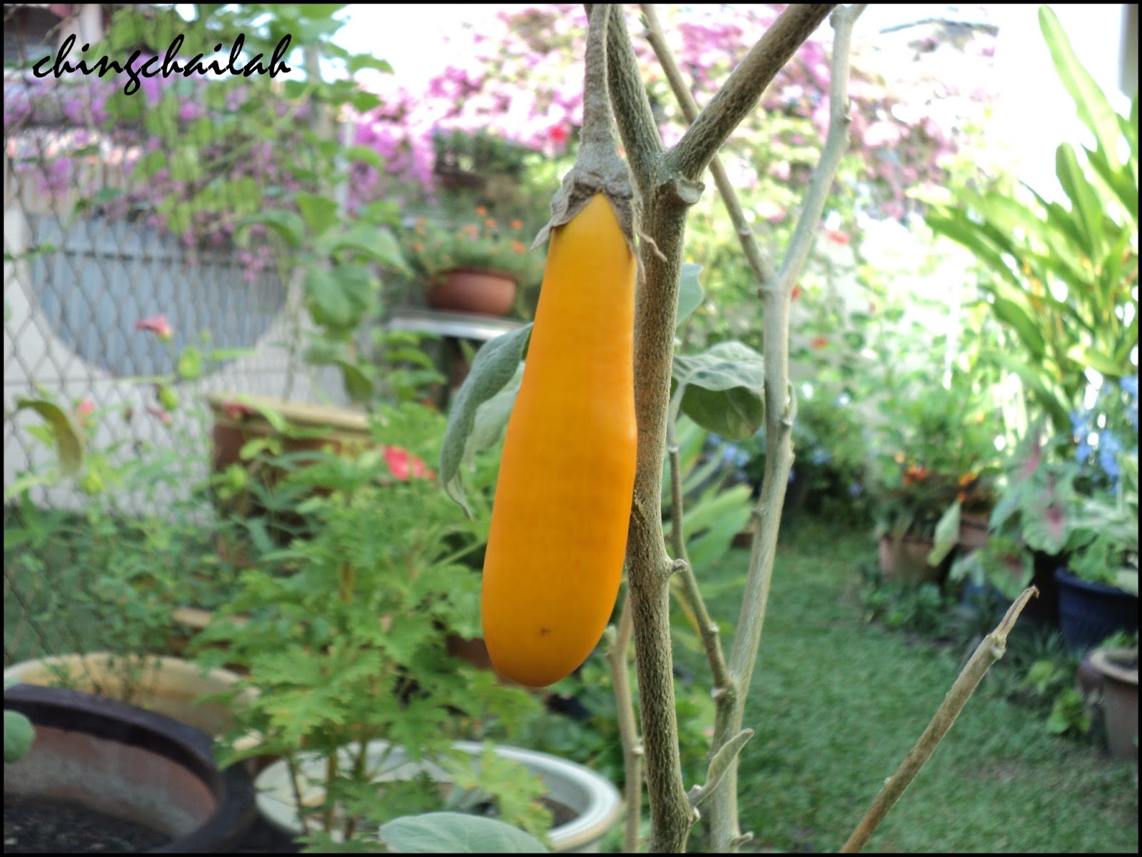 Simple Living In Nancy Growing Yellow Eggplant Or Terung Telunjuk (In