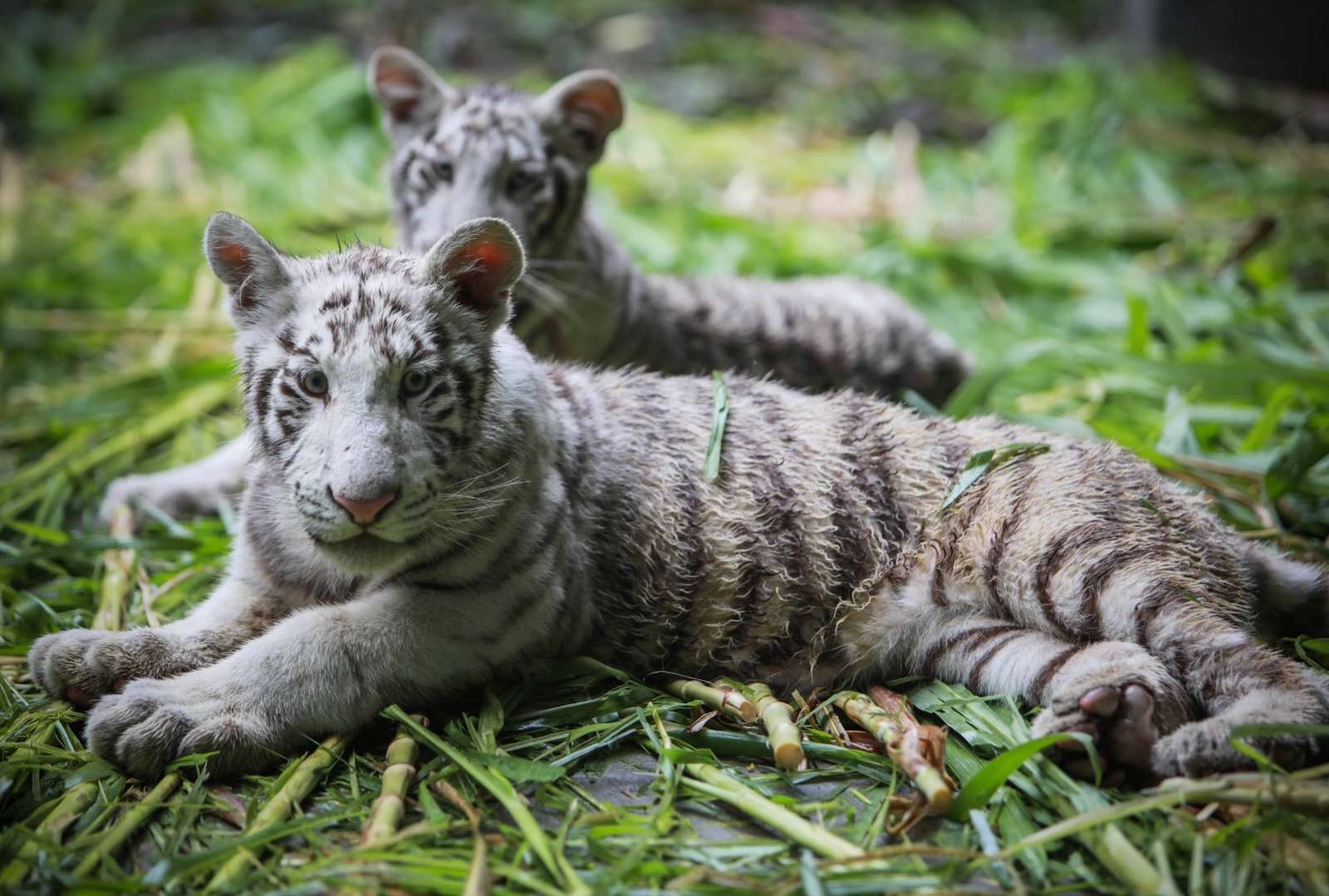 Fivemonthold white tiger cubs brought from Mexico are seen resting at