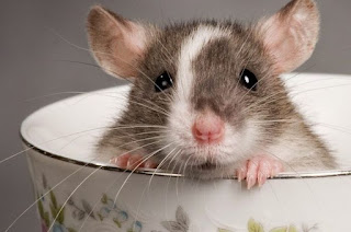 Cara Membuat Racun Tikus Mematikan Bahan Alami Cara Membuat Racun Tikus Mematikan Bahan Alami