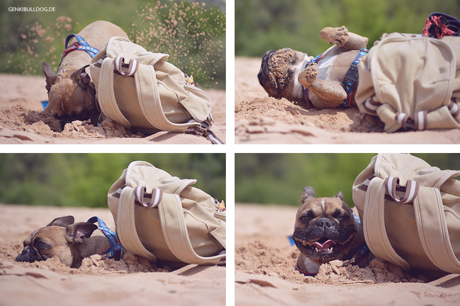 Hundeblog Genki Bulldog Dünen Hundeblog Genki Bulldog Dünen
