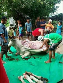 Pictures of the skin of the cow is suffering Pictures%2Bof%2Bthe%2Bskin%2Bof%2Bthe%2Bcow%2Bis%2Bsuffering