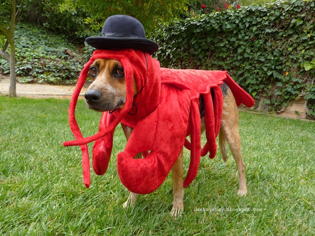 Lobster Dog in a bowler hat - AKA Patrick Stewart's Biggest Fan (via imshayshay.blogspot.com)