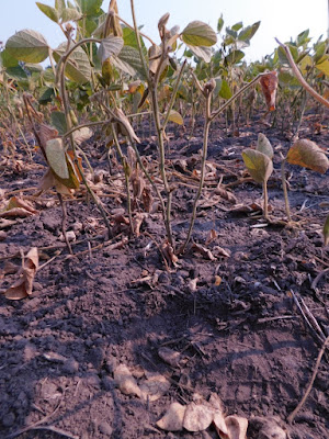 Soybean leaves defoliated due to two-spotted spidermite infestation