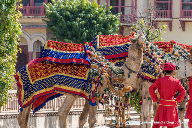 Beautifully dressed Camels Rajasthan 1