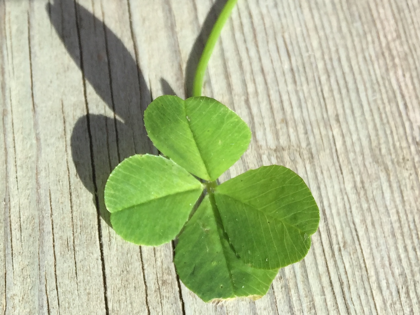 Fourth Four Leaf Clover 2020