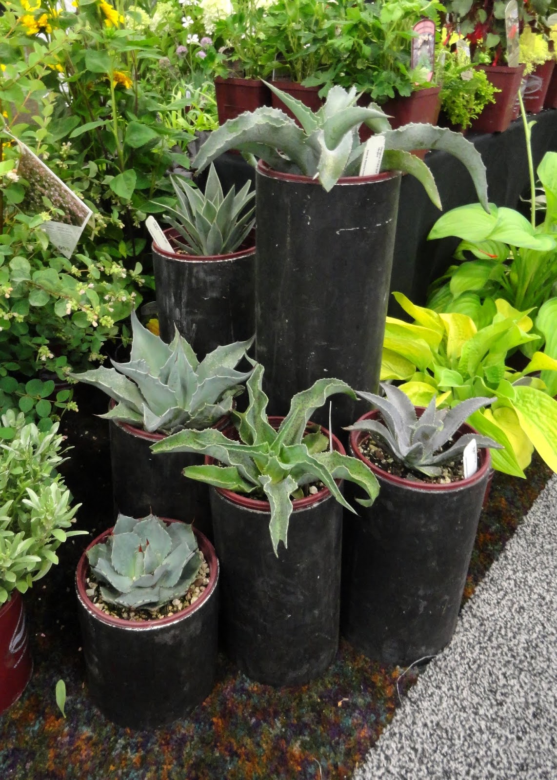 Monkton Elm News Events And Tips Blog Plant Of The Month April