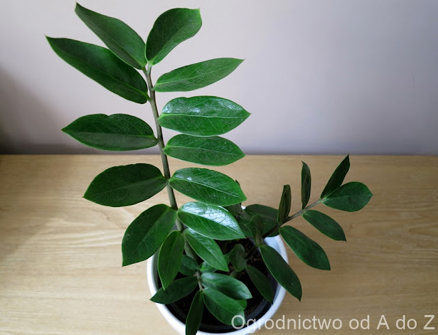 Zamiokulkas zamiolistny Zamioculcas zamiifolia