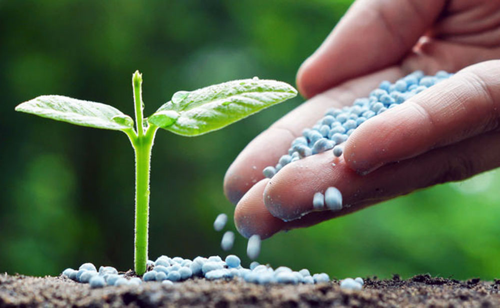 Dangers of Synthetic Fertilizers