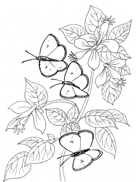 Kids Page: Butterfly Coloring Pages | Printable Colouring Pictures for