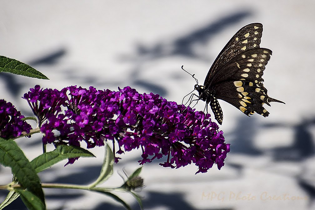 Amazon Com Butterfly Bush Seeds Buddleia Davidii Black Knight