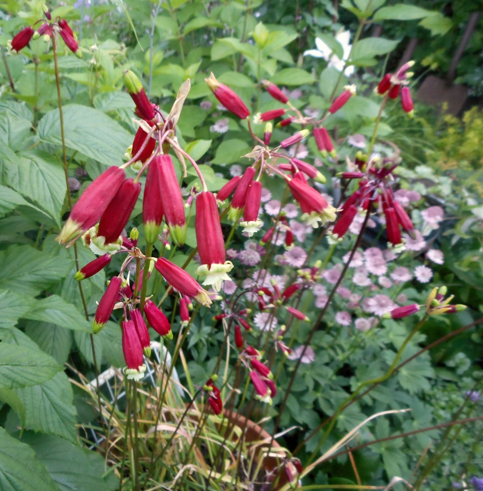 Дихелостемма ида майя описание и фото Дихелостемма Ида-майа(10)