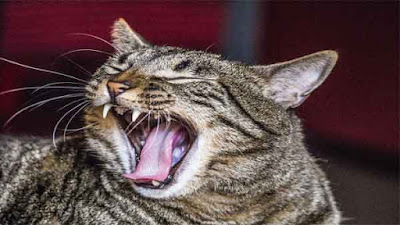 Dental Disease In Cats