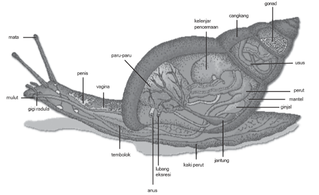 Struktur tubuh Gastropoda