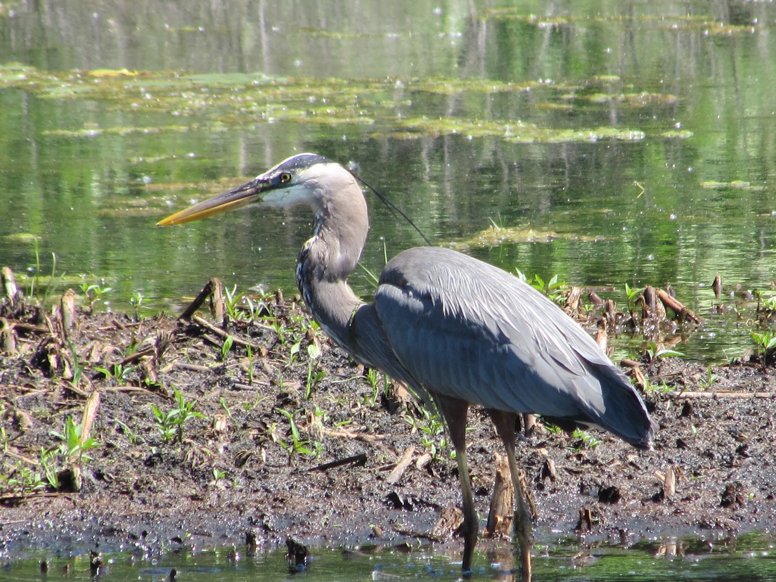 The Wild Side of Erie Interesting Pennsylvania and Beyond