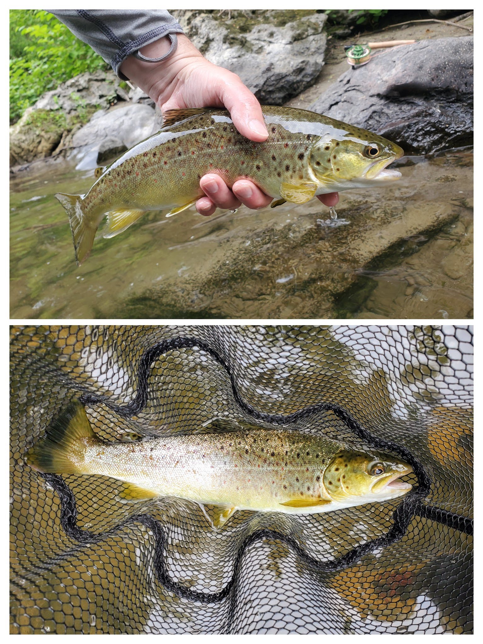 Sick Days Fishing May 26, 2021 A Tale of Two Fishes How the Streak