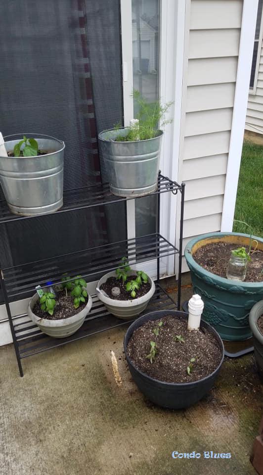 Condo Blues Container Garden Organization Ideas and Friday Favorites