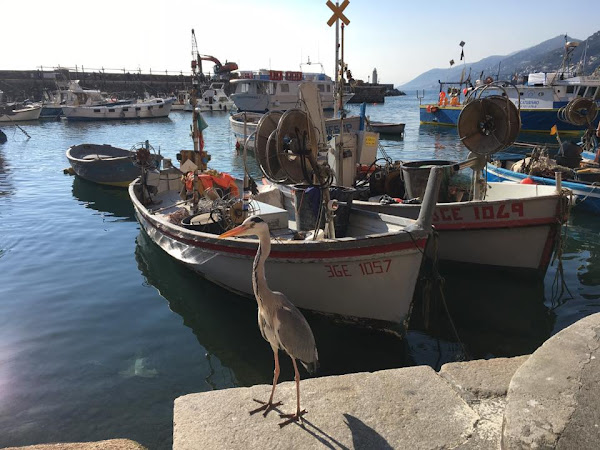 La Pro Loco di Caldari sposta la Sagra "Pelosiamo" al 27 e 28 luglio