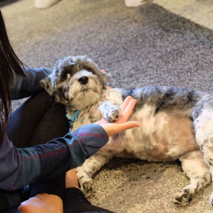 Why Does My Dog Rub Against The Couch Dogalyo