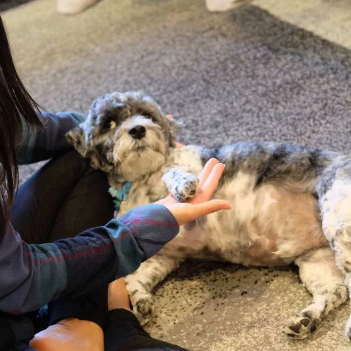 Why Does My Dog Rub Against The Couch Dogalyo