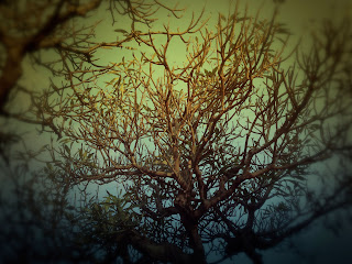 Branches And Leaves Of Frangipani Tree At Dalem Temple Ringdikit North Bali