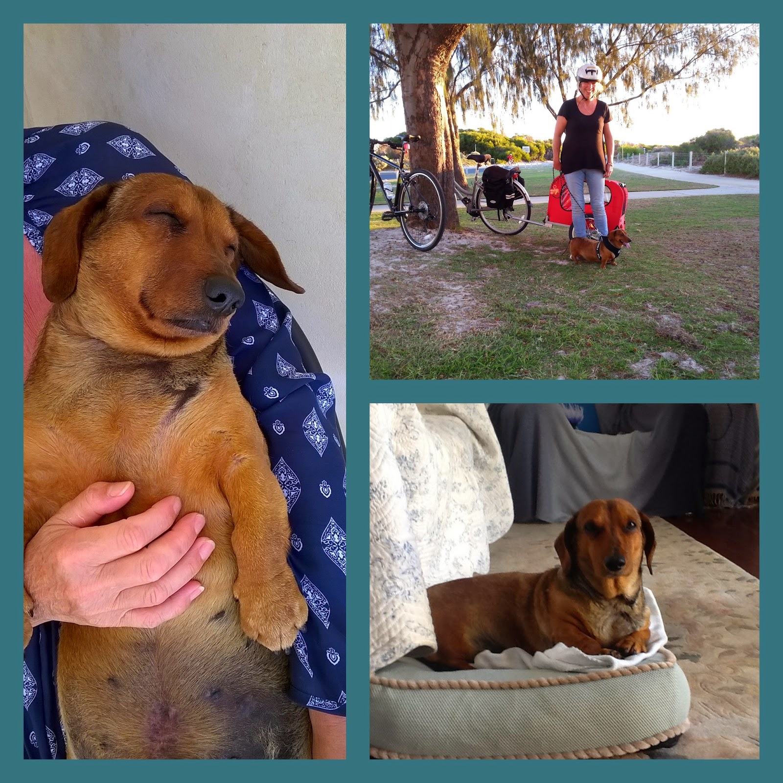 Long Dogs WA Introducing Sir Basil.....