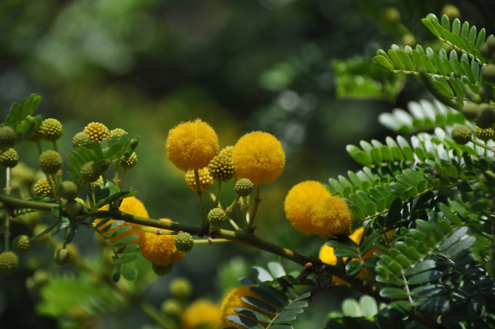 Acacia vs Teak Wood Types for Furniture and Flooring Home Craft