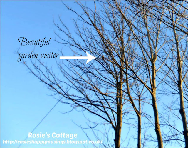 Rosie's Cottage Garden Smiles On A Crisp Winter Morning...
