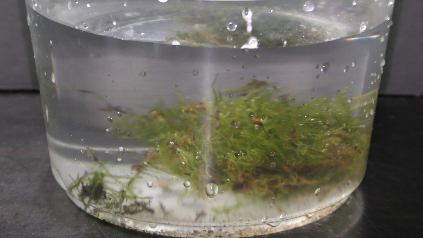 Random Bits Two Ways to Grow Land Moss Underwater