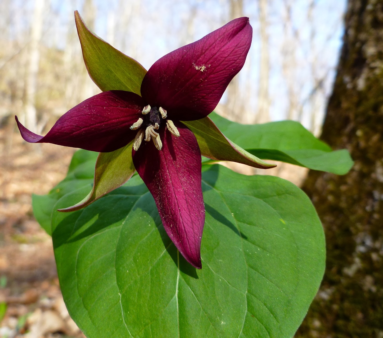 Nature of New York Spring Ephemeral Wildflowers of Dutchess and Putnam