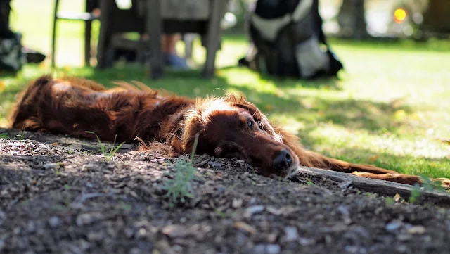 Blenheim wineries: a sleep big brown dog at Bladen Wines in Marlborough New Zealand