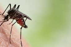 How To Repel Mosquitoes at Home Naturally