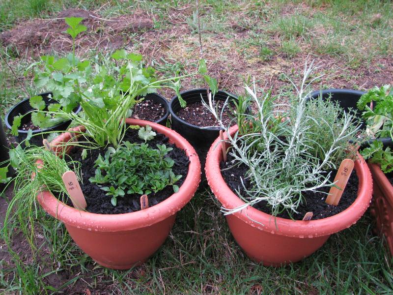 Greenwood Growers Perennial Herbs in Plastic Pots