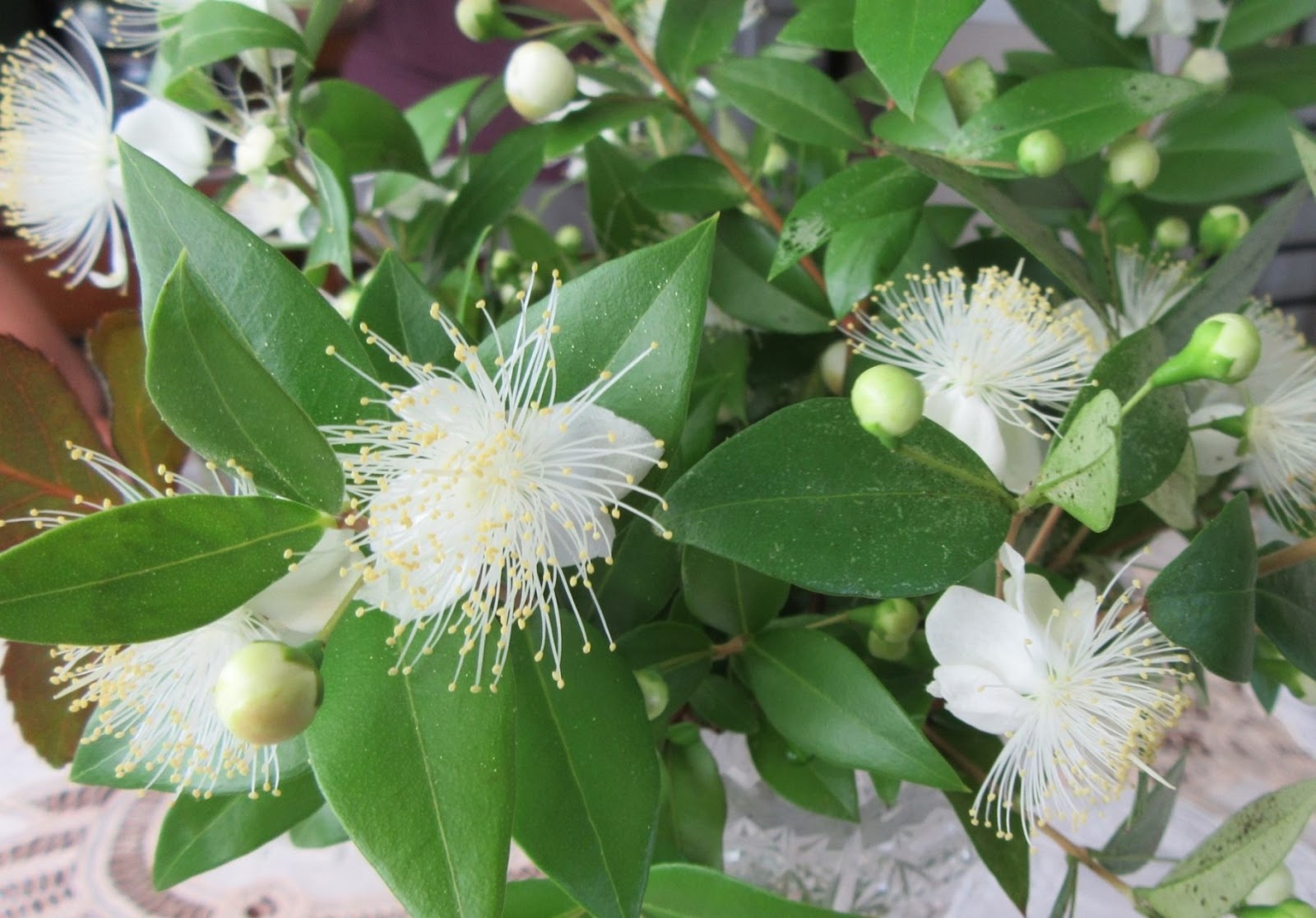 店主の独り言 By たぶのき ミルテ