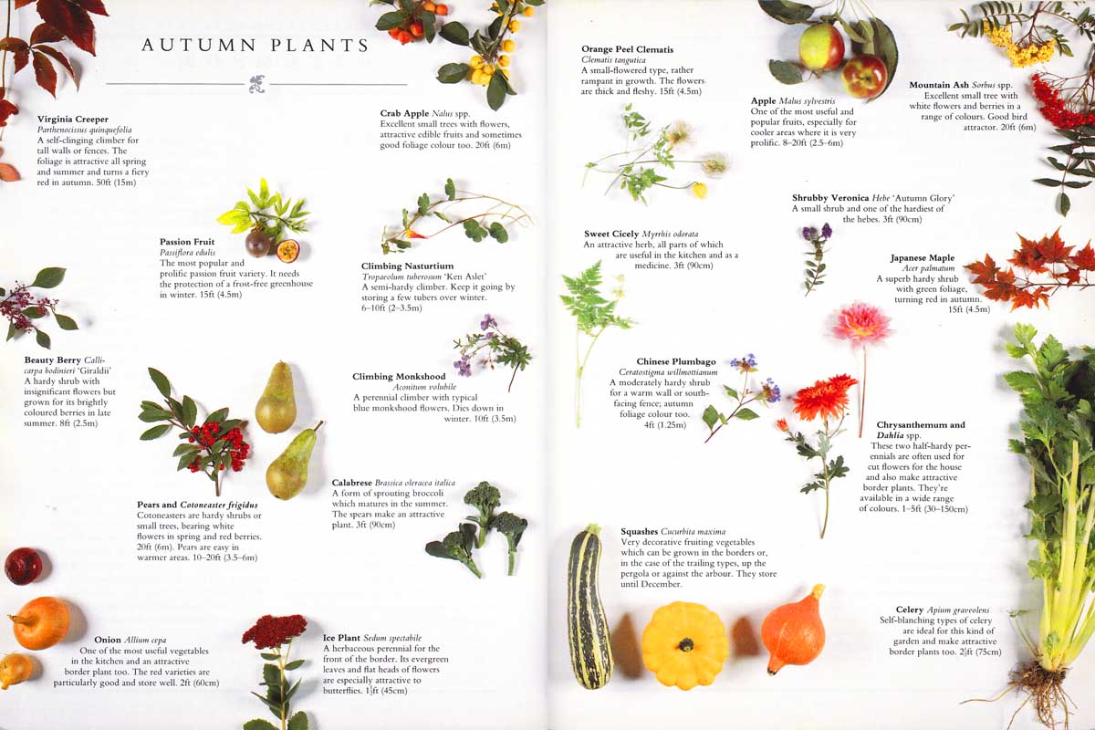 The Ornamental Kitchen Garden 第４章 ガーデニング カレンダー 秋の植物