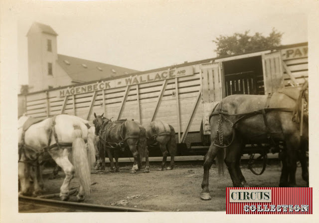 Chevaux devant un wagon bétaillère du cirque Hagenbeck Wallace and Sells 1935