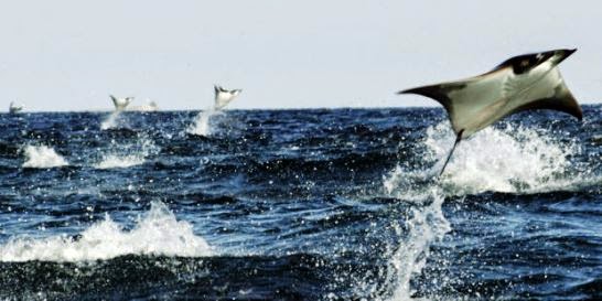 Montarrayas Curiosidades del Mundo: Curiosidades de las Mantarrayas: ¿Sabias que ...