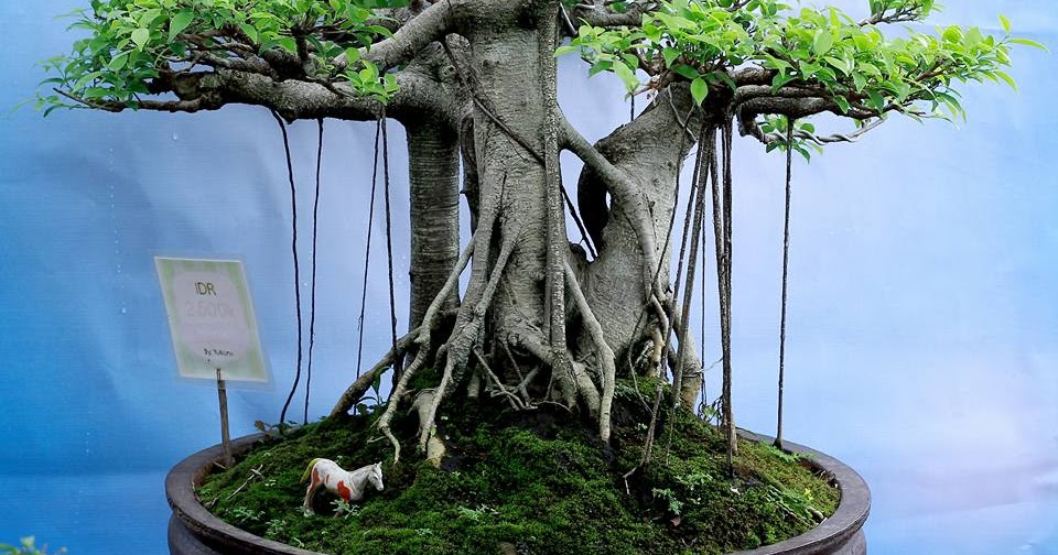 Cara Membuat Akar Gantung Bonsai Beringin Cahunit Com