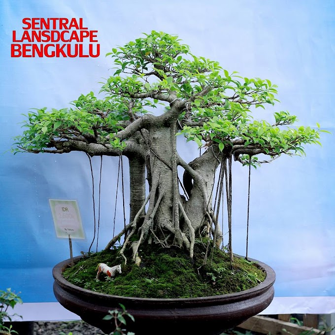 TIPS CARA MENUMBUHKAN AKAR GANTUNG PADA BONSAI BERINGIN (FICUS)