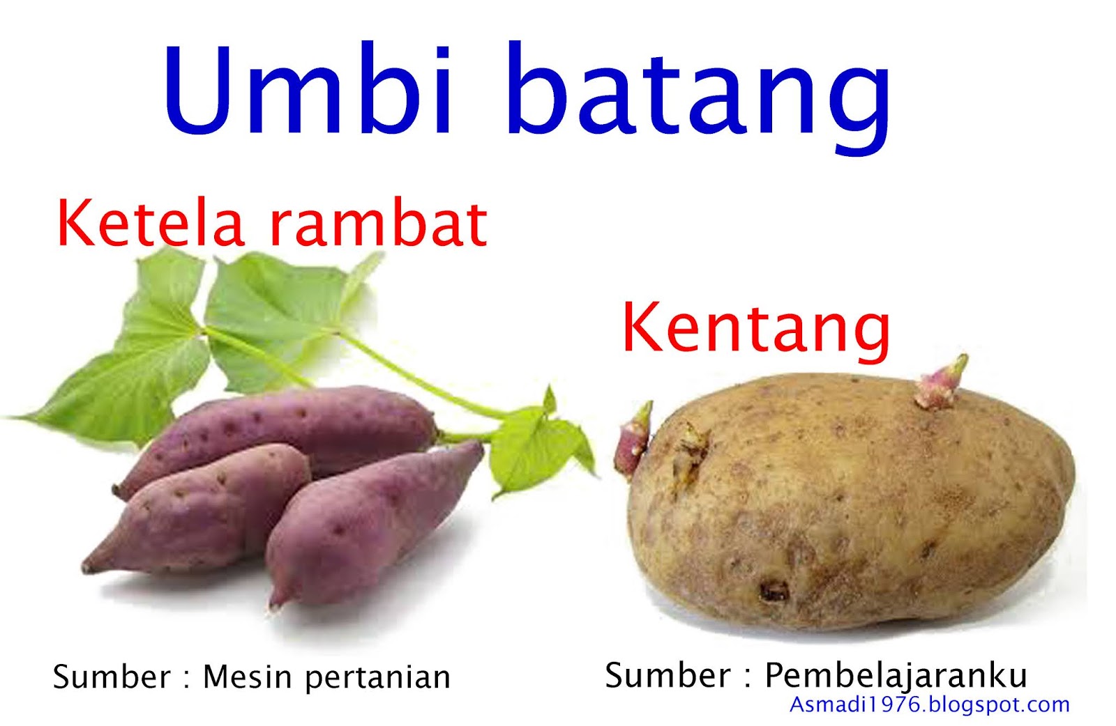 Contoh Umbi Batang Perkembangbiakan Vegetatif Alami Pada Tumbuhan Riset