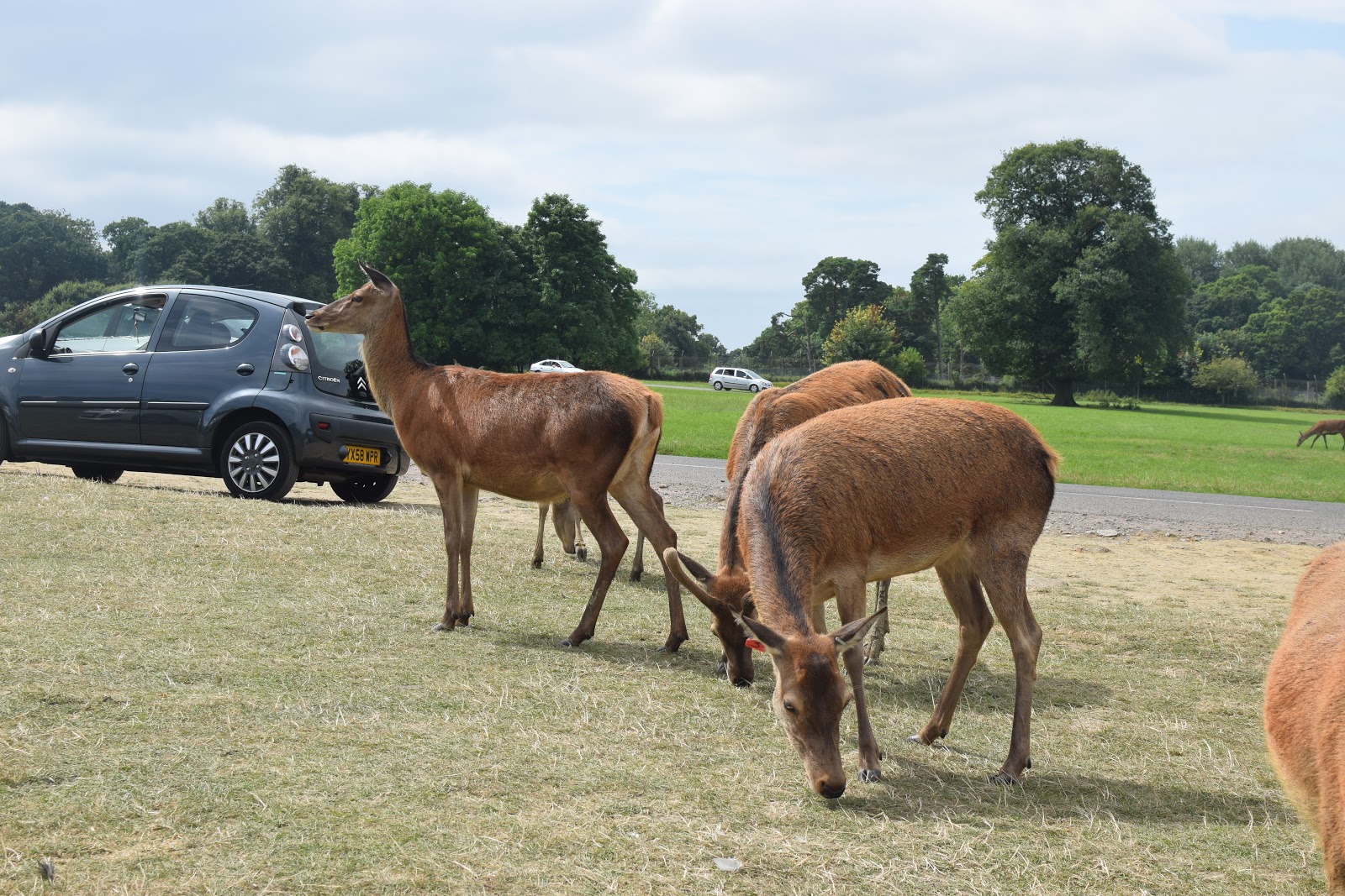 , Review:  A Family Day Out at Longleat Safari Park