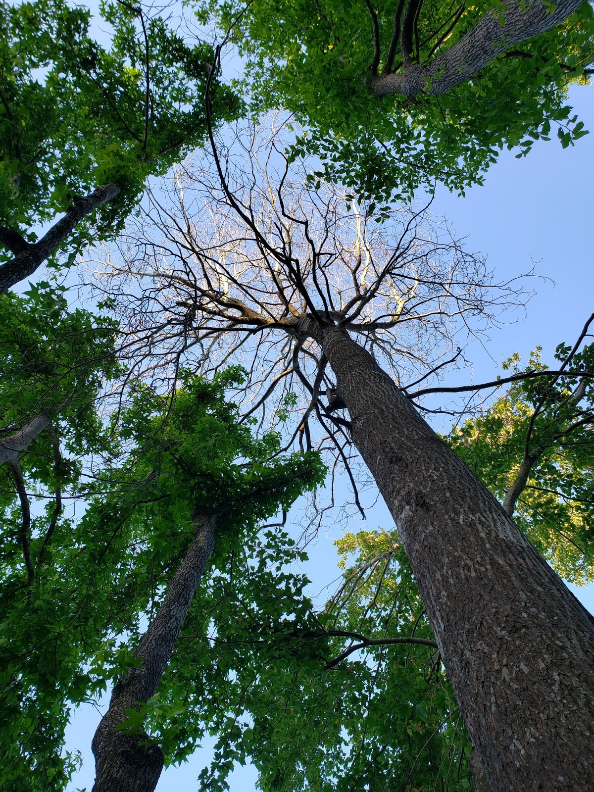 Tales from The Raspberry Rabbits: 2019