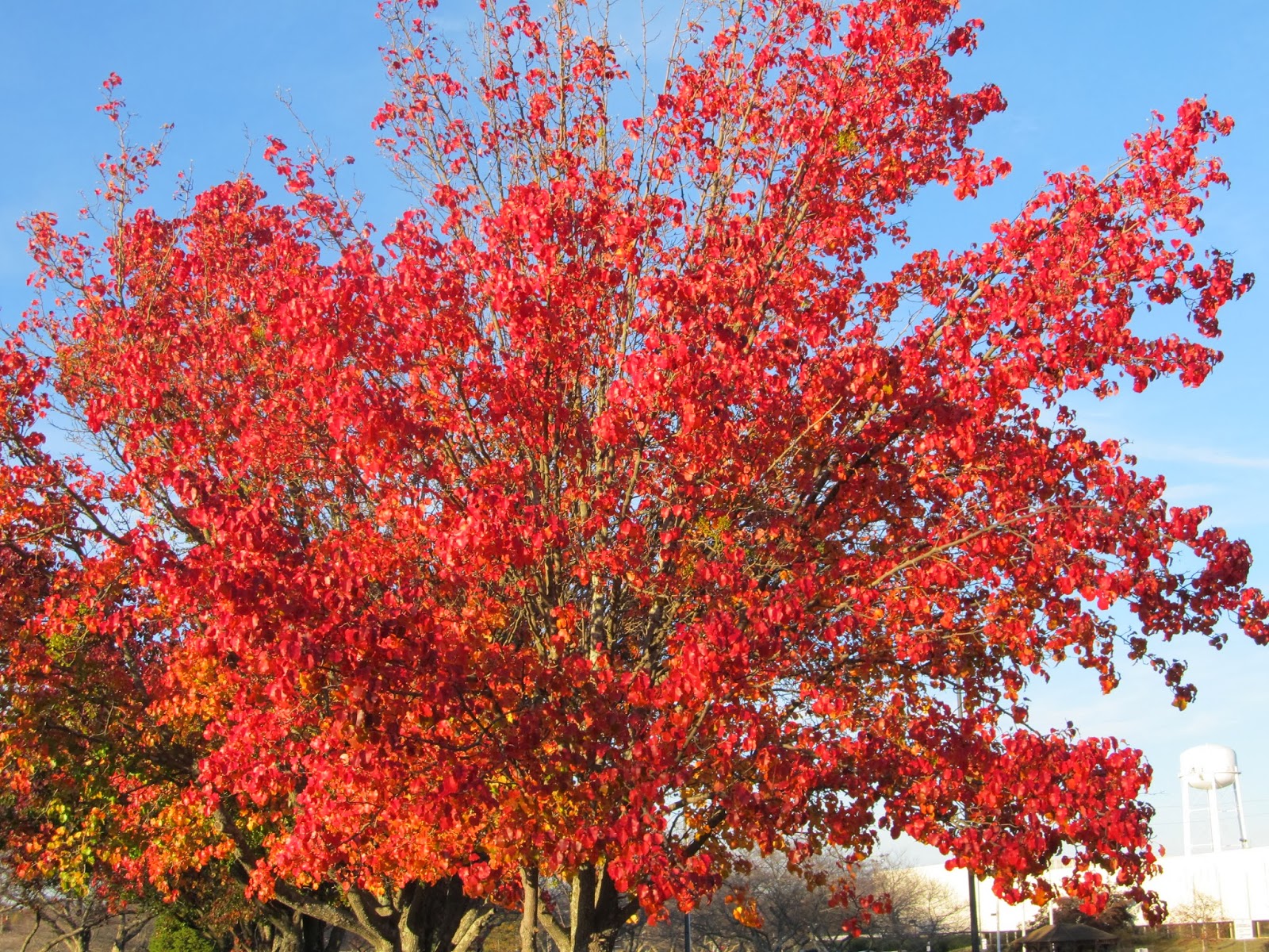 Girl With An English Heart Haven Gillespie