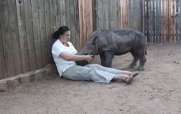 Funny animal gifs - part 103 (10 gifs), silly animals, baby rhino cuddling with his keeper